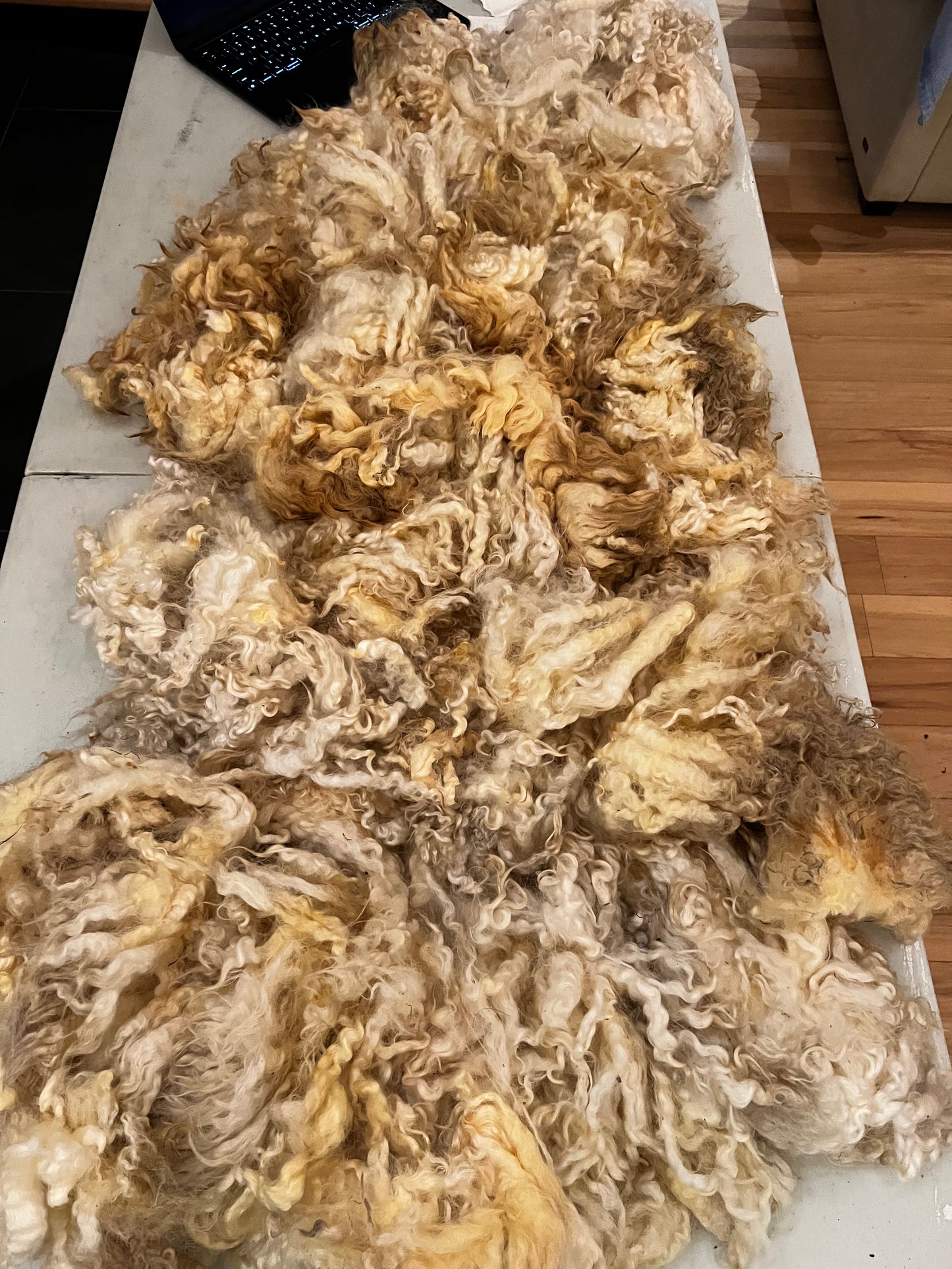 RAW WOOL: 5-6" staple length - Border Leicester